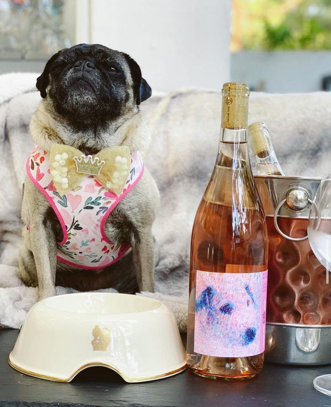 Blacka nd white pug sitting on a chair and a wine on the table