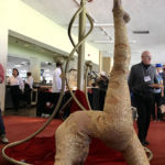 Lolipop lyra aerialist & contortionist with Catalyst Arts Entertainment